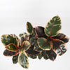 Ficus Elastica Belize