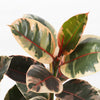 Ficus Elastica Belize