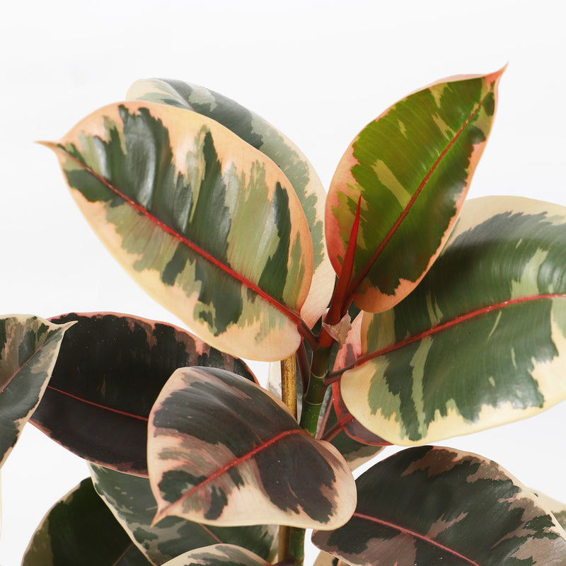 Ficus Elastica Belize