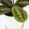 Prayer Plant