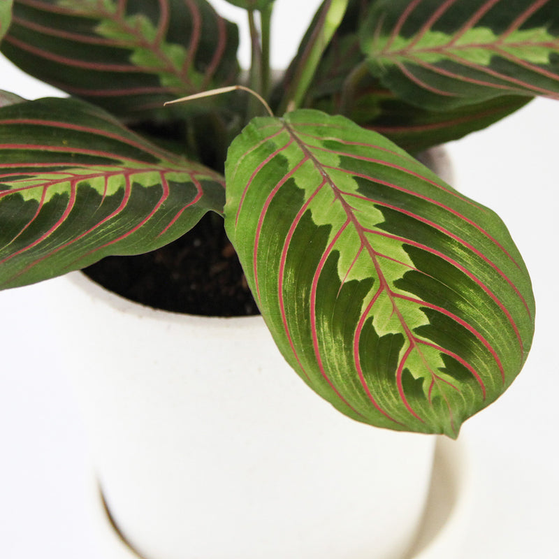 Prayer Plant & Pot