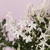 Jasmine & Ceramic Pot