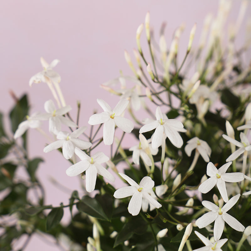 Jasmine & Ceramic Pot
