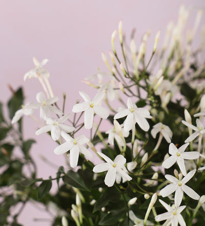 Jasmine & Pot