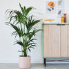 Large Kentia Palm