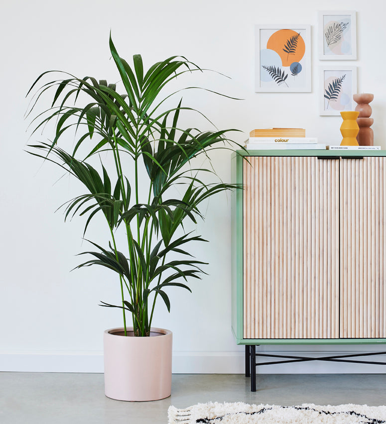 Large Kentia Palm