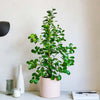Laurel Fig