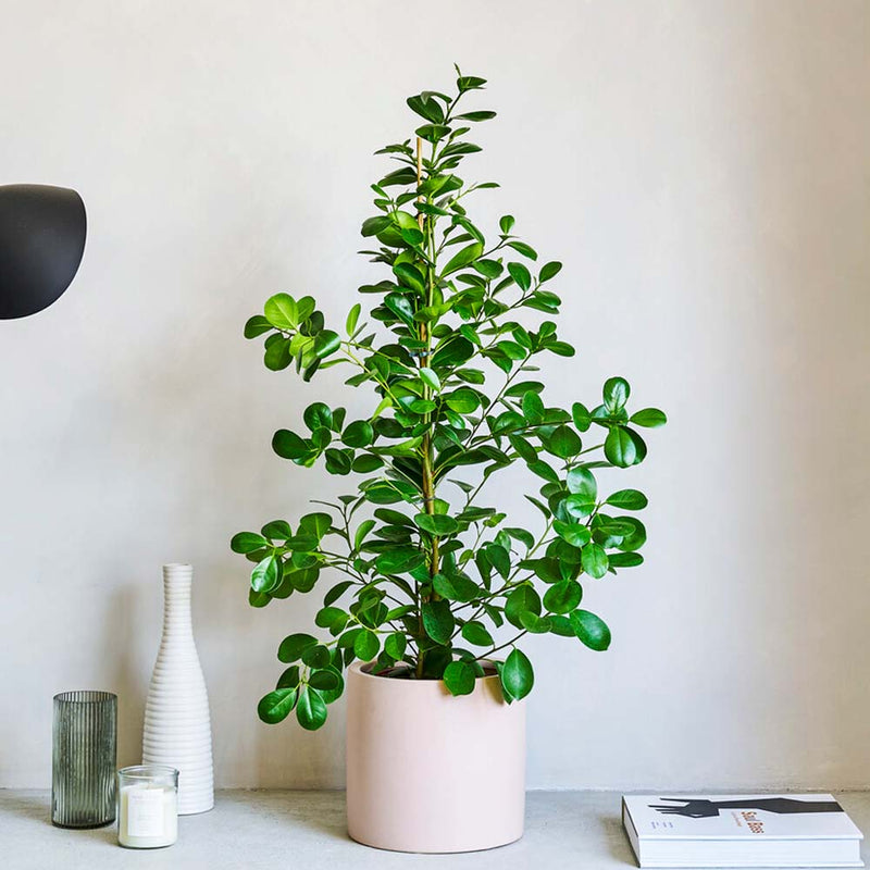 Laurel Fig