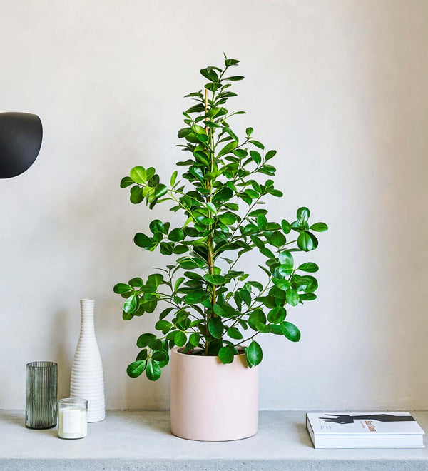 Laurel Fig