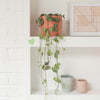 String of Hearts in Rose Vibes Pot