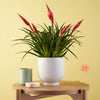Vriesea Astrid