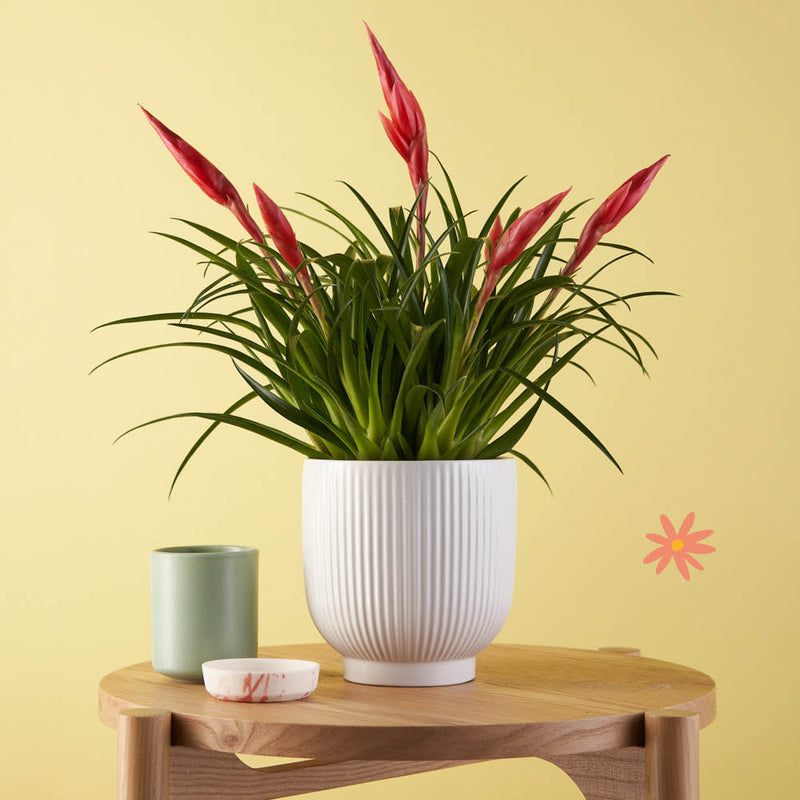 Vriesea Astrid
