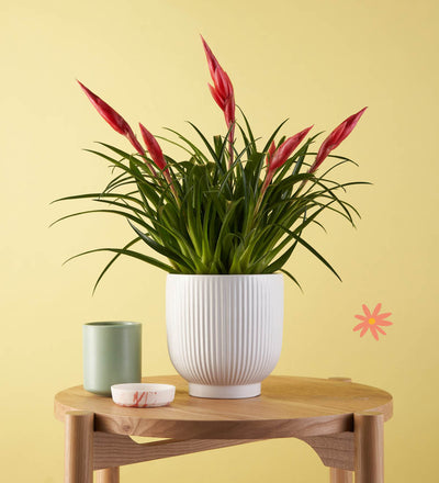 Vriesea Astrid