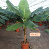 Musa Dwarf Cavendish Banana