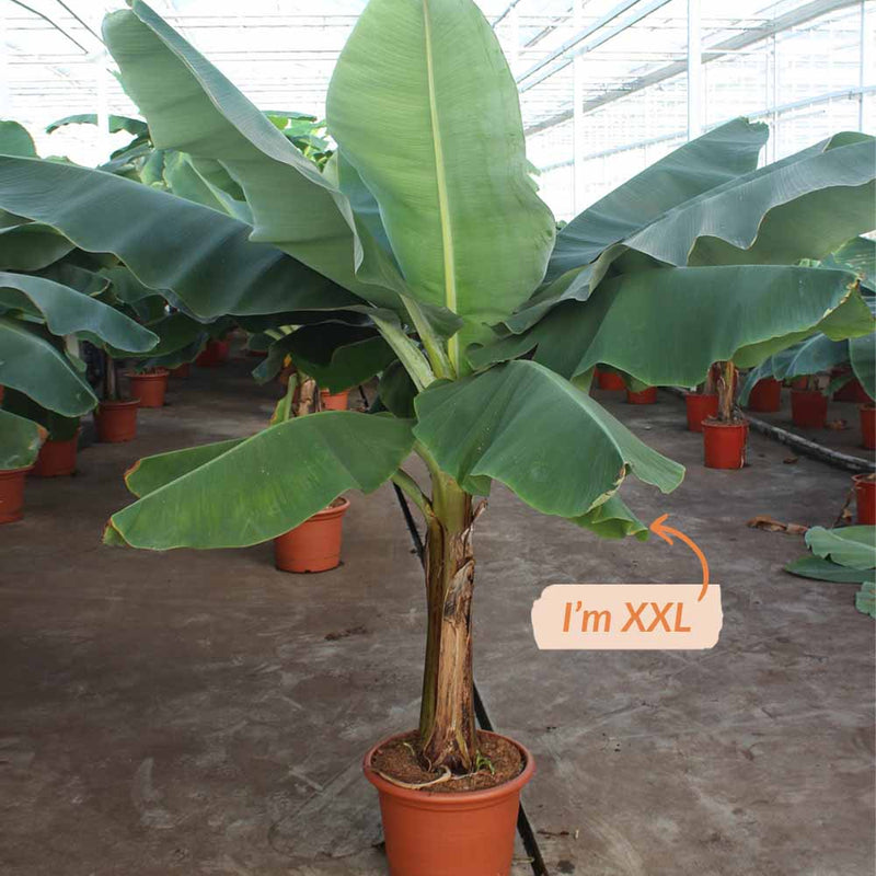 Musa Dwarf Cavendish Banana