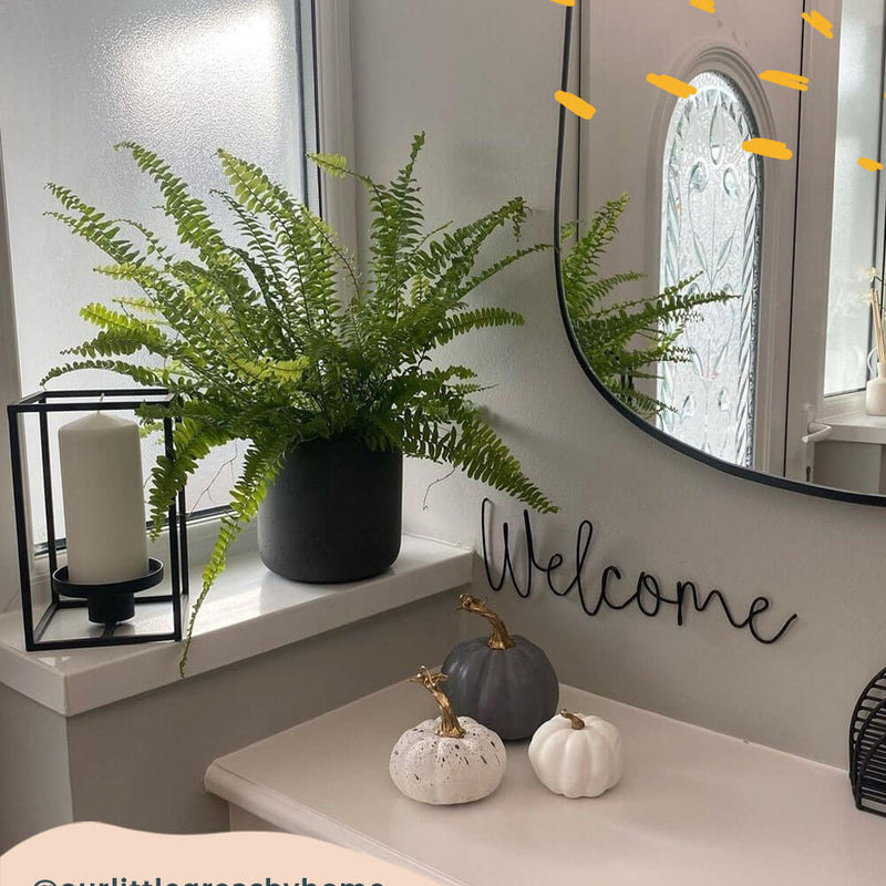Boston Fern