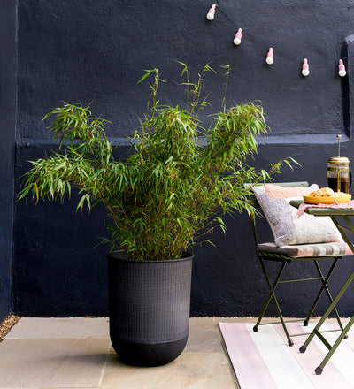 Chinese Fountain Bamboo