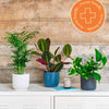 Houseplant Rescue Offer
