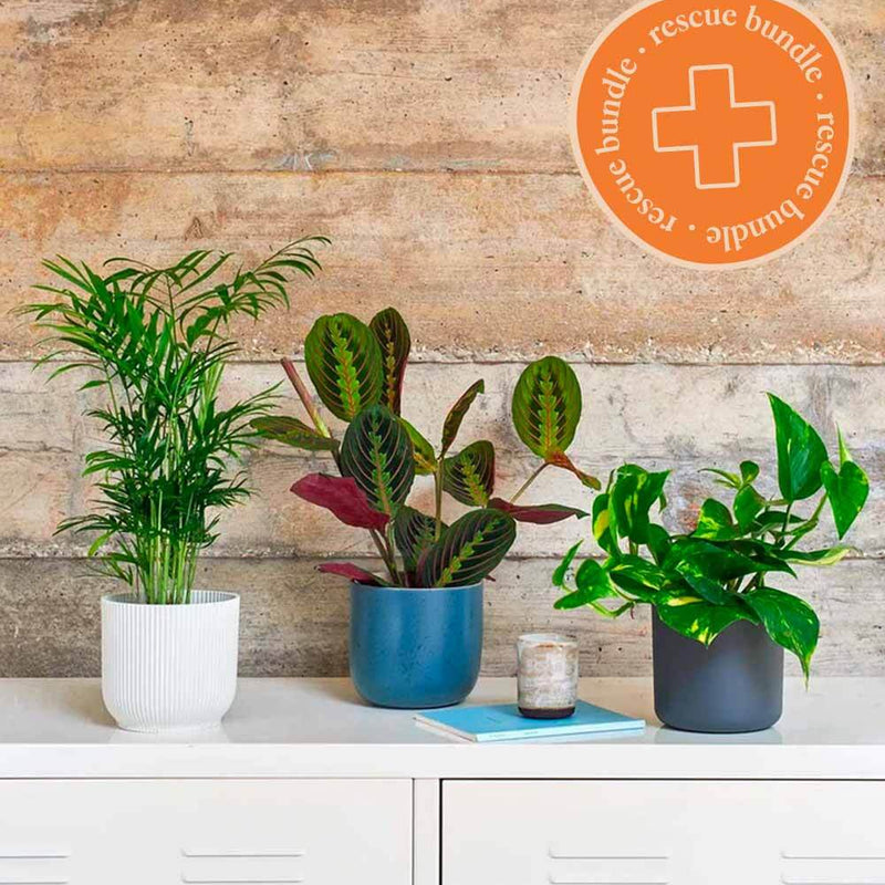 Houseplant Rescue Offer