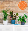 Houseplant Rescue Offer