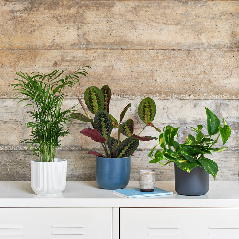 Shelfie Bundle