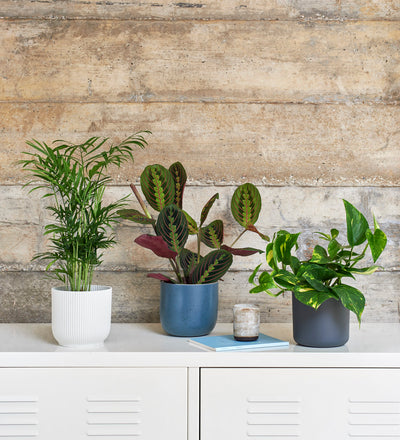 Shelfie Bundle