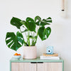 Swiss Cheese Plant