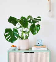 Swiss Cheese Plant
