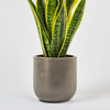 Graphite Earthenware Pot (14cm)