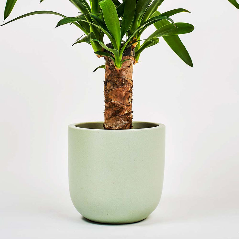 Pistachio Earthenware Pot (14cm)