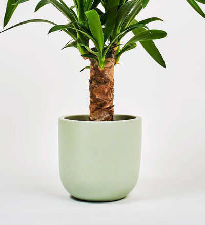 Pistachio Earthenware Pot (14cm)