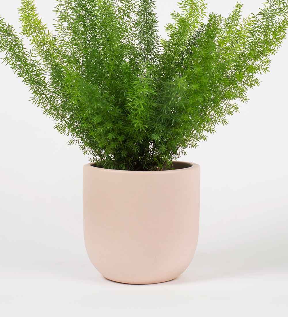 Pink Clay Earthenware Pot (14cm)