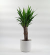 Yucca Plant
