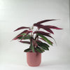 Calathea Stromanthe Triostar
