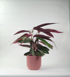 Calathea Stromanthe Triostar