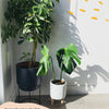 Schefflera Tree