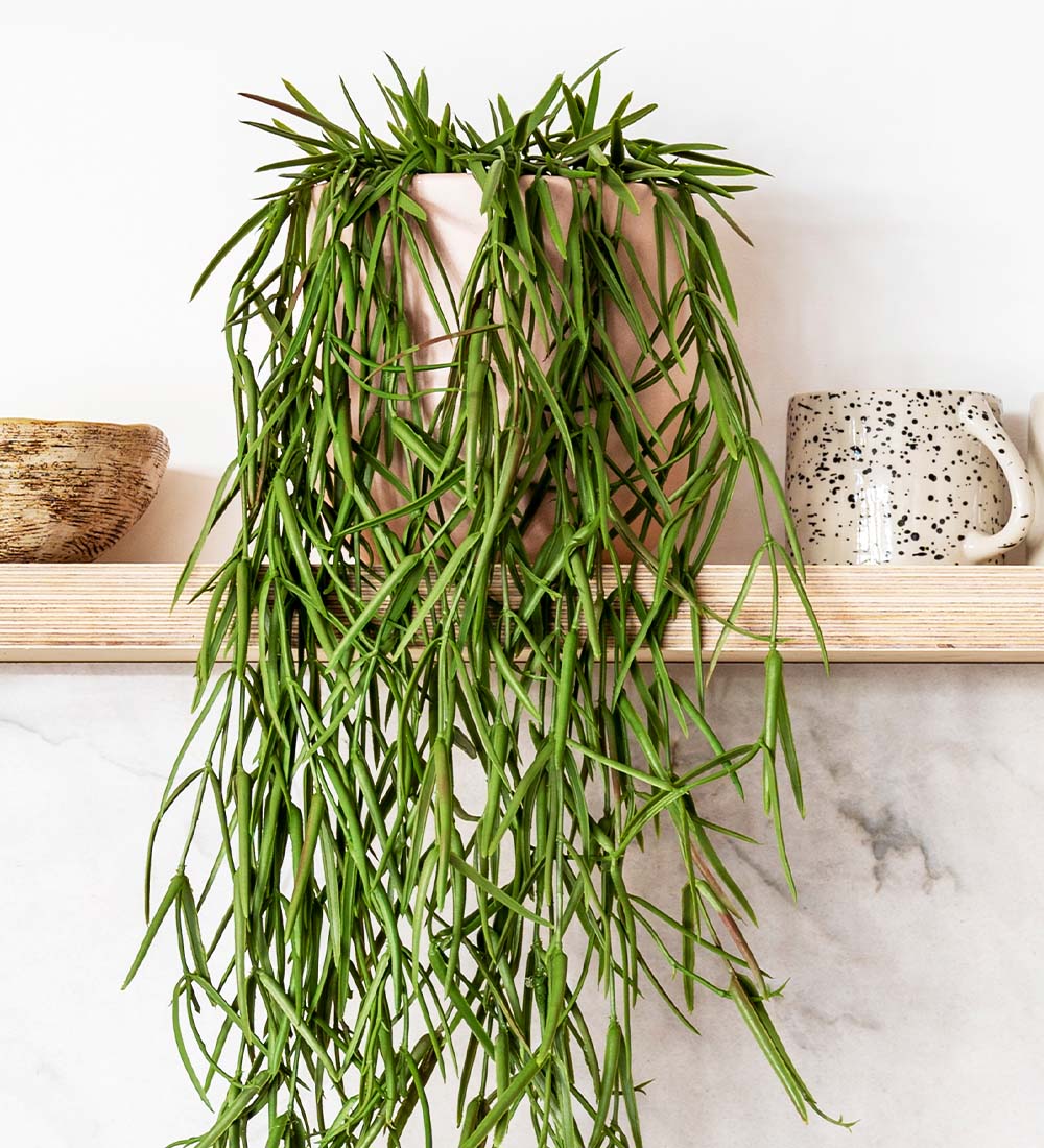 Artificial Hoya Linearis Hanging Beards Daisies artificial-hoya-linearis-hanging-beards-daisies