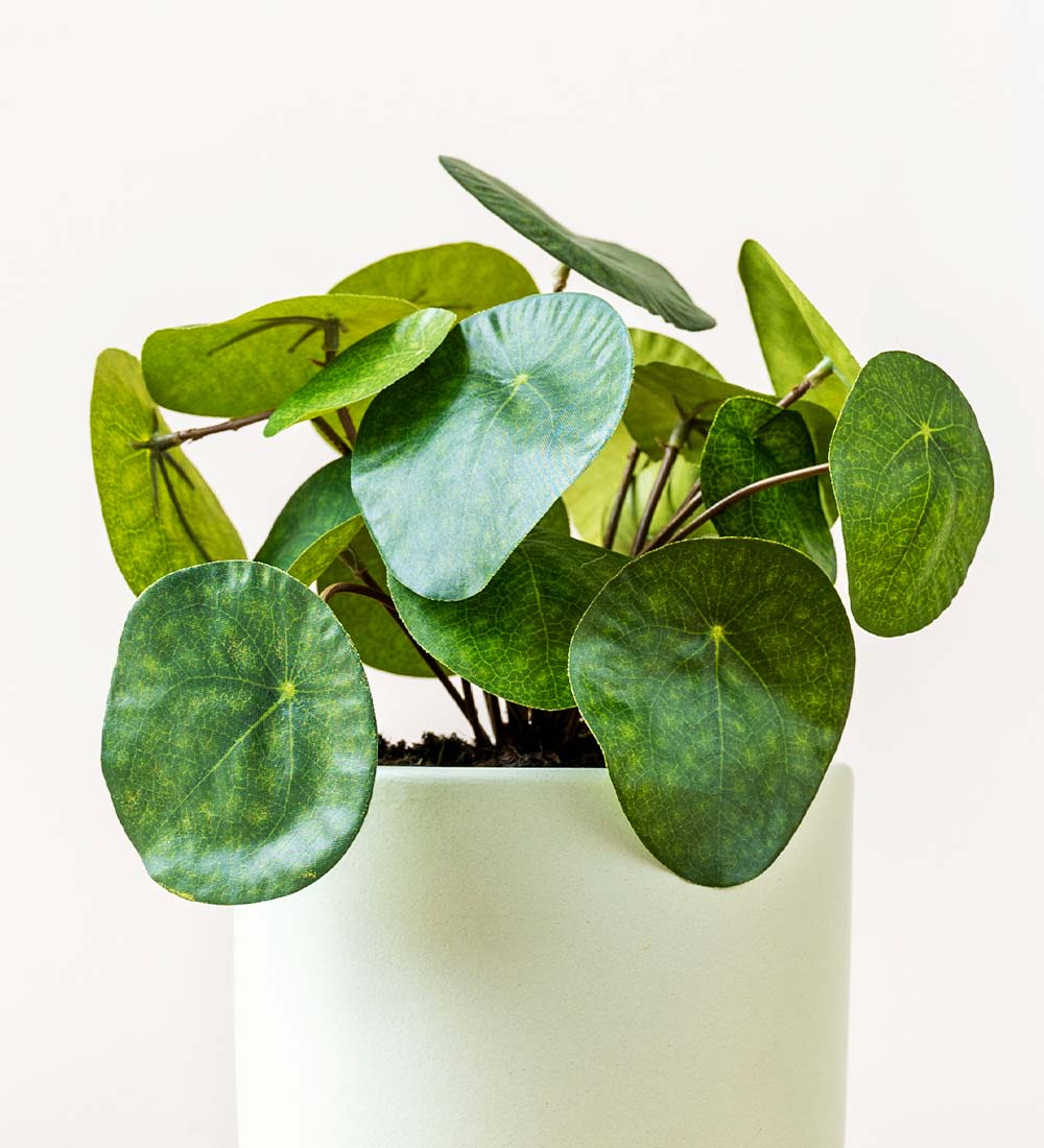 Artificial Money Plant