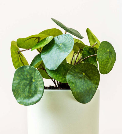 Artificial Money Plant