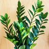 Artificial ZZ Plant