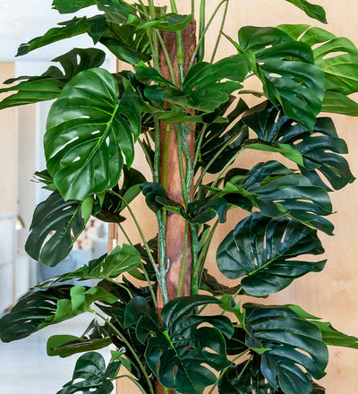 Artificial Swiss Cheese Plant on Moss Pole