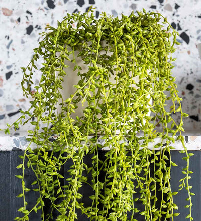 Artificial String of Pearls Hanging