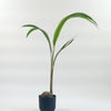 Coconut Palm