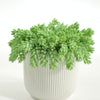 Sedum Burro's Tail