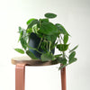 Heartleaf Philodendron
