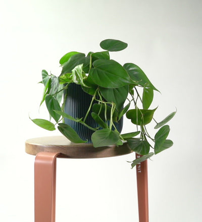 Heartleaf Philodendron