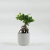 Bonsai Ficus Ginseng & Pot