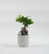 Bonsai Ficus Ginseng