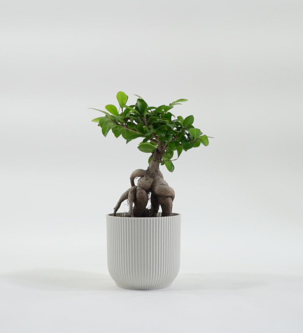 Bonsai Ficus Ginseng & Pot
