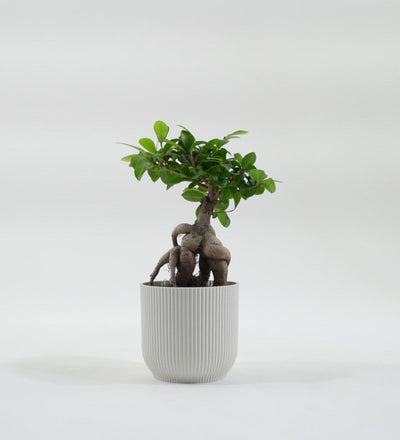 Bonsai Ficus Ginseng & Pot